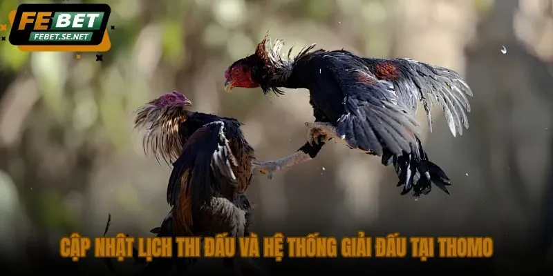 cap nhat lich thi dau va he thong giai dau tai thomo cap nhat lich thi dau va he thong giai dau tai thomo