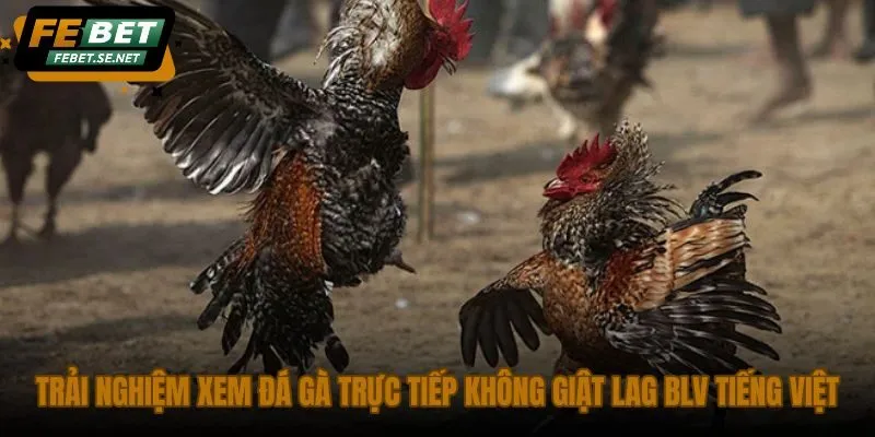 trai nghiem xem da ga truc tiep khong giat lag blv tieng viet trai nghiem xem da ga truc tiep khong giat lag blv tieng viet